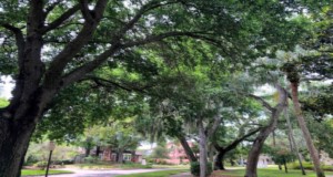 Residential trees like these in Pinellas County provide many benefits. Credits: Deborah R. Hilbert, UF/IFAS