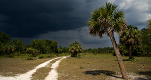 Photo of a landscape featuring a white sand road disappearing into pine trees on the horizon. Sunbleached grass and a palm tree in the foreground, bright sun contrasts with dramatically dark sky and advancing storm clouds.