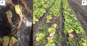 Pink-brown taproot discoloration caused by Fusarium oxysporum f.sp. lactucae (A). Iceberg field in the Everglades Agricultural Area (EAA) colonized by a wilting disease in the 2017– 2018 season identified as Fusarium wilt of lettuce (B). Credits: Germán Sandoya, UF/IFAS