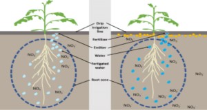 Diagram of root zone fertilized with drip fertigation (left) and dry granular fertilization with drip irrigation (right). This diagram illustrates how a fertigation system is able to confine nutrients to the root zone. Because the nutrients are supplied with irrigation and in small quantities, they are less likely to leach and more likely to be taken up by the crop. Conversely, granular fertilization supplies the soil with a larger quantity of nutrients at one time, thereby enhancing the likelihood of leaching. Credits: Mary Dixon, UF/IFAS