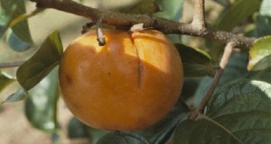 Stink bug on persimmon fruit. Credits: UF/IFAS