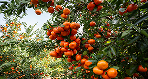 Clusters of tangerines on a citrus tree.