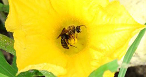 A close-up photo of a male squash bee visiting a squash flower.