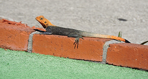 A photo of a male Peters's rock agama on a low brick wall showing to good effect its orange head and tail and charcoal-colored midsection, all set off nicely by the orange bricks and green artificial turf in the foreground.