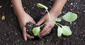 Photo of a child's hands planting a vegetable in soil.