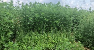 Hemp (Cannabis sativa) cultivation in Florida. Credits: Luis Monserrate, graduate student, UF/IFAS Agronomy Department