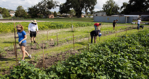 Horticultural Sciences students working garden plots at the teaching farm.