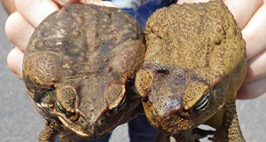 close-up photo of male and female cane toads