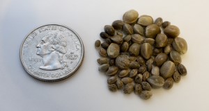 Hemp seeds for CBD with a quarter for size comparison. Photo taken 06-12-19. Photo Credits: UF/IFAS Photo by Tyler Jones