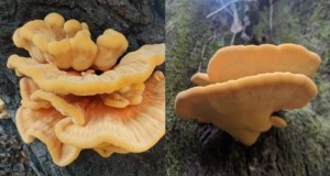 Mature fruiting bodies of Laetiporus sulphureus species complex. Gainesville, Florida. Credits: Curtis Peyer