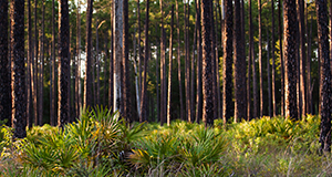 Pine trees and palmetto underbrush at the Austin Cary Forest.
