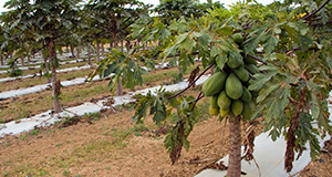 Fruiting papaya trees at the Tropical Research and Education Center in Homestead, FL.