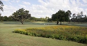 Photo of a golf course with wildflower planting.