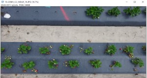 Strawberry plants in the field, shown in ImageJ.