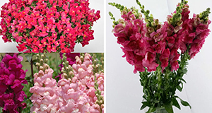 Different uses of snapdragons.
