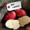 Typical tuber skin and internal flesh color of Red LaSoda.