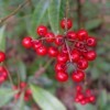 Coral ardisia's bright red berries.