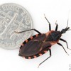 Triatoma sanguisuga (LeConte), the eastern bloodsucking conenose, with a dime shown for scale.