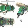 A male Euglossa dilemma photographed from various angles.