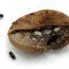 A family of the coffee berry borer Hypothenemus hampei (adults and pupae) and their coffee bean.