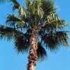 A typical Washingtonia robusta.