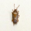 Adult Oebalus pugnax rice stink bug.