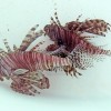 Two red lionfish.