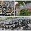 Burmese python, Oustalet’s chameleon, and Argentine black and white tegu.