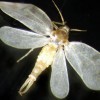 Male of rugose spiraling whitefly.