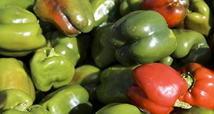 A pile of harvested bell peppers.  UF/IFAS Photo by Tyler Jones