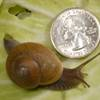 Dorsolateral view of a Cuban brown snail with a quarter shown for scale.