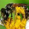 Adult Halictus poeyi Lepeletier, a sweat bee, collecting pollen on Spanish needle.