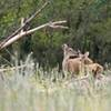 Two deer in a forest.