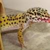 Leopard gecko.