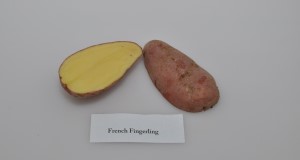 Typical tuber and internal flesh color of ‘Goldrush’ variety. Credits: Lincoln Zotarelli, UF/IFAS