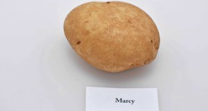 Typical tuber and internal flesh color of 'Marcy' potato variety. Credit: Lincoln Zotarelli, UF/IFAS