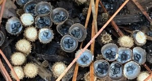 Cyathus pallidus showing both mature and immature fruiting bodies (MES-3576). Gainesville, Florida. Credit: Matthew E. Smith, UF/IFAS