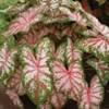 Plants of ‘Tapestry’ caladium forced from tubers in a 10-inch container under approximately 60% shade.