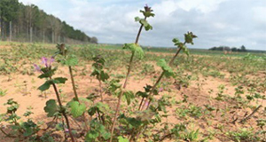 Henbit growing in a field near Jay, Florida.