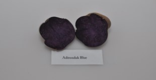 Typical internal flesh color of ‘Adirondak Blue’ potato variety.
