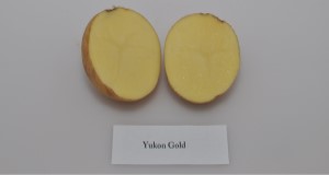 Typical internal flesh color of ‘Yukon Gold’ potato variety.