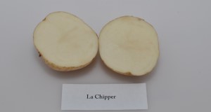 internal flesh color of ‘LaChipper’ potato variety.