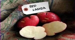 Typical tuber skin and internal flesh color of ‘Red LaSoda’. Credit: C. Hutchinson, UF/IFAS