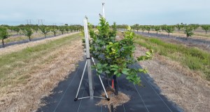 Young trees with plastic cover. Credit: Eduart Murcia, UF/IFAS Indian River Research and Education Center