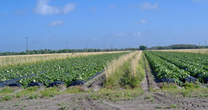 Vegetative growth placed among rows in a Florida melon field as a perimeter border.