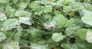 Carinata tissue affected by cold damage.