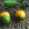Two citrus fruits that show signs of citrus greening.