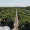 Compact growth habit tomatoes (four center beds) growing in Immokalee, FL.