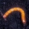 Larva of Melanotus communis Gyllenhal.