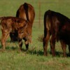 Little bull with two calves in field, beef cows.